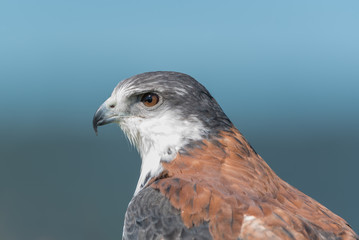 Busardo dorsirrojo (Geranoaetus polyosoma)