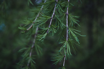 Background with beautiful green pine tree branches close up. Wallpaper  