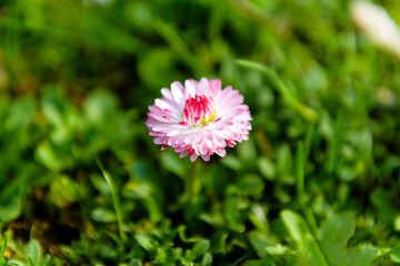 blooming pink and white Daisy on the green grass in Sunny weather