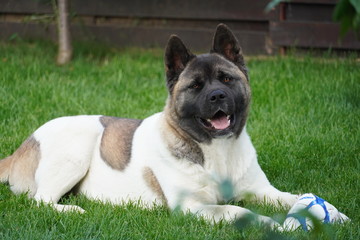 Young American Akita !!!