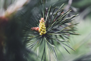 Background with beautiful a young pinecone blooms on a green pine branch