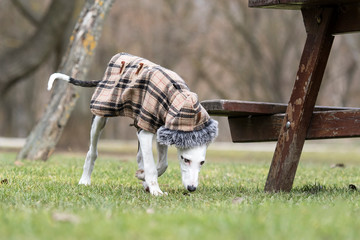 Baby spanish greyhound with a coat smelling the grass.