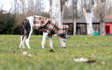 Baby spanish greyhound.