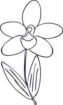 Single flower of orchid hand drawing.  For card,  site,  poster,  design. 