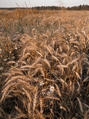 Field with wheat spikelets and chamomile flowers on foreground. Wild flowers and cereals. Vintage toned