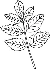 Leaf