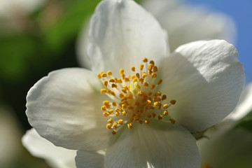 Blühender Pfeifenstrauch Philadelphus