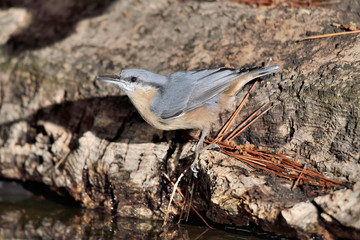 trepador azul en el estanque (Sitta europaea)