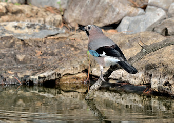 arrendajo bebiendo en la charca en Marbella España (Garrulus glandarius)