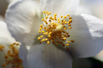 Blühender Pfeifenstrauch Philadelphus