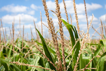 Naklejka premium Corn Tassels During Summer Pollination