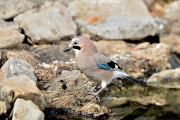 arrendajo en la charca en Marbella España (Garrulus glandarius)