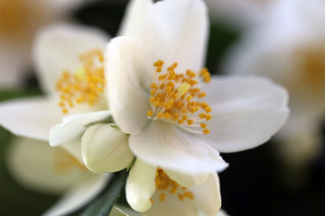Blühender Pfeifenstrauch Philadelphus