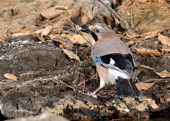 arrendajo en el estanque (Garrulus glandarius) Marbella España 
