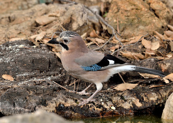 arrendajo en el suelo del bosque (Garrulus glandarius) Marbella España 