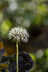 view of an isolated dandelion flower