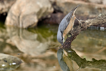 trepador azul bebiendo en el estanque  (Sitta europaea)