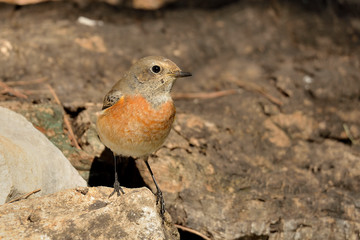 pinzón real posado en el suelo de piedras (Fringilla montifringilla) Marbella Andalucía España