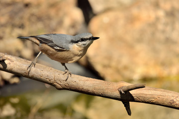 trepador azul posado en una rama   (Sitta europaea)