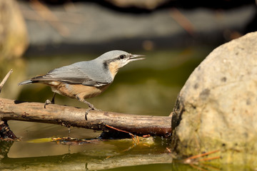 trepador azul posado en una rama   (Sitta europaea)