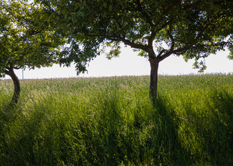 Amazing nature - beautiful farmland on a sunny day - aerial view
