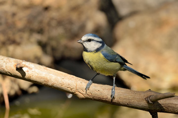 herrerillo común posado en una rama (Cyanistes caeruleus) Marbella Andalucía España