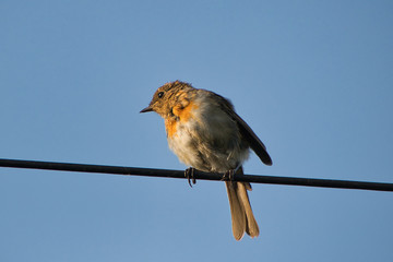 sparrow on a wire