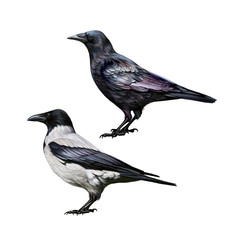 black crow and gray crow