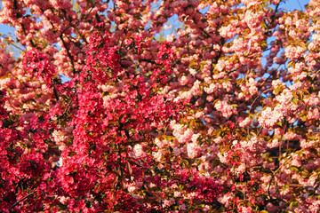 Shades of pink blooming trees in spring