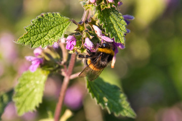 bee on a flower