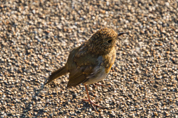 robin on the sand