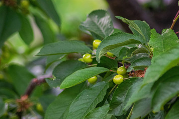 green cherries growing on a branch
