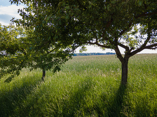 Agricultural fields from above - wonderful nature - aerial view by drone