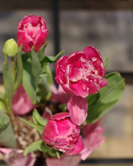 Close-up selective focus view of a group of beautiful red tulips in a pot
