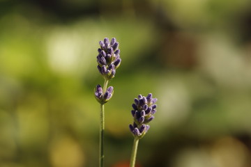 Lavendel, Macro, Natur, Feld, Blume, Wiese, Tiere, Duft, riechen, Lila