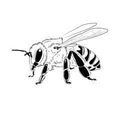 Honey Bee