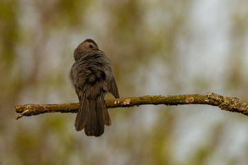 bird on a branch