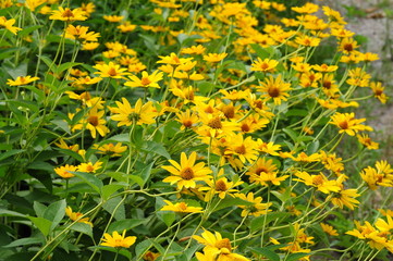 Bright golden yellow flowers of Echinacea in a garden. Sunny summer day. Shallow depth of field. Selective focus.