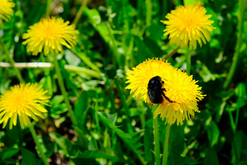 bumblebee pollinating yellow dandelion, close-up