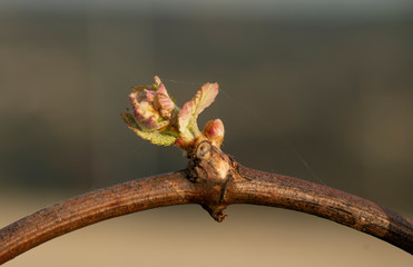 
vine outbreak in Ribeiro, Ourense