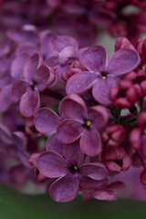 
Lilac blooms in Ukraine