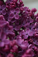 
Lilac blooms in Ukraine