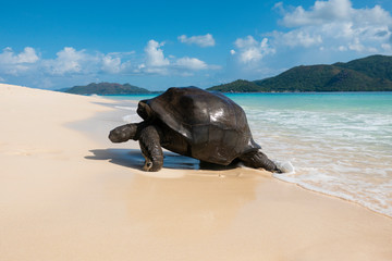 Seychelles is an archipelagic island country in the Indian Ocean. A group of 44 islands granitic and coraline. A paradise for traveller one of the most beautiful plcae in the world