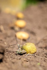 A portrait of sprouting potatoes lying in a row in the dirt of a garden ready to get planted in holes in the ground. The only thing to do is dig a hole and put the tuber in the ground.