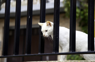 White stray cat