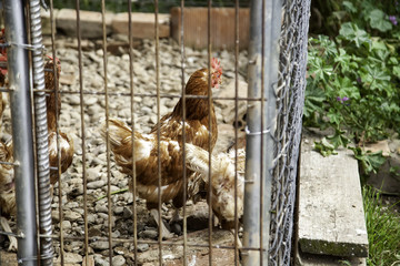 Chickens eating in a corral