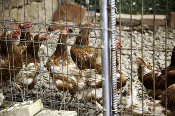 Chickens eating in a corral