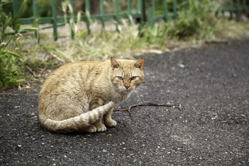 Stray cat on the street