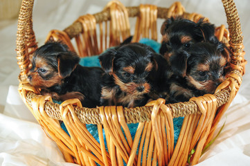 Happy dogs together, little cute puppy of yorkshire terrier . Yorkie charming dog, funny dog portrait in the garden. Beautiful