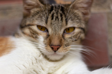 close up of a cat